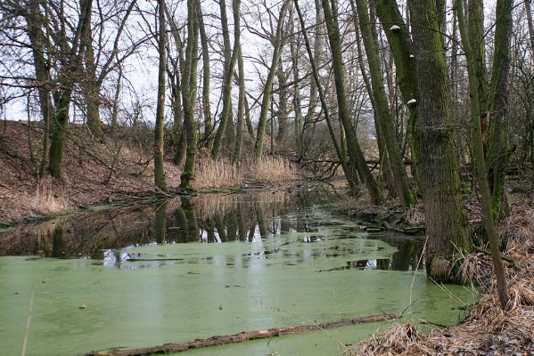 Vysoká nad Labem-Petrofova jezera, 20.2.2007
Lužní les v místech soutoku Labe a Biřičky
Mots-clés: Vysoká nad Labem Petrofova jezera Biřička lužní les