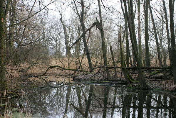 Vysoká nad Labem-Petrofova jezera, 20.2.2007
Lužní les v místech soutoku Labe a Biřičky
Schlüsselwörter: Vysoká nad Labem Petrofova jezera Biřička lužní les