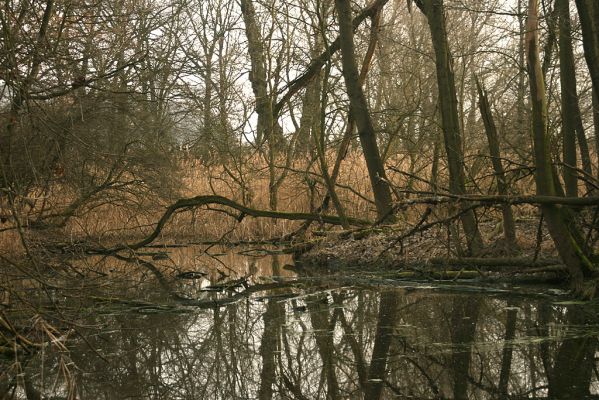 Vysoká nad Labem-Petrofova jezera, 20.2.2007
Lužní les v místech soutoku Labe a Biřičky
Klíčová slova: Vysoká nad Labem Petrofova jezera Biřička lužní les