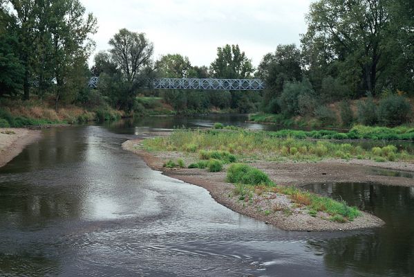 Vysoká nad Labem-labský jez, 16.9.2004
Štěrkopísčité naplaveniny osídlené kovaříky Zorochros quadriguttatus a Negastrius sabulicola. V pozadí most do Opatovic.
Keywords: Vysoká nad Labem Labe jez Zorochros quadriguttatus Negastrius sabulicola