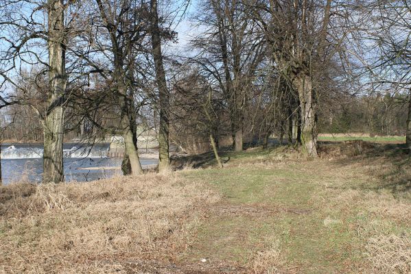 Vysoká nad Labem-labský jez, 1.2.2007
Listnatý háj mezi mostem a jezem. Zimoviště druhů čeledi Throscidae
Schlüsselwörter: Vysoká nad Labem jez most zimoviště Throscidae