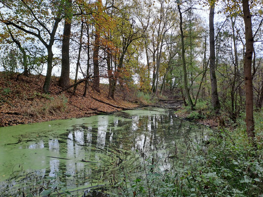 Vysoká nad Labem, 21.11.2023
Petrofova jezera.
Schlüsselwörter: Vysoká nad Labem Petrofova jezera