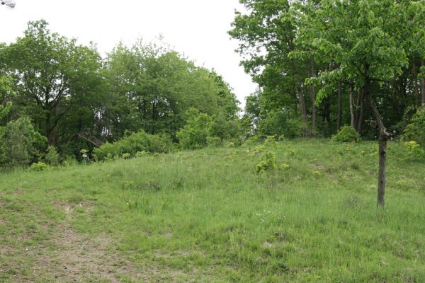 Vysoká nad Labem, 17.5.2008
Stepi na svazích vrchu Lhota svítá naděje. Část vysazených borovic byla odstraněna. Jen tak dál... 
Mots-clés: Vysoká nad Labem vrch Lhota step