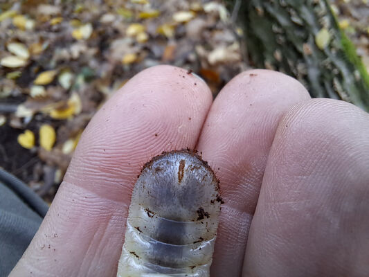 Vysoká nad Labem, 21.11.2023
Slepé rameno Labe. Larva zlatohlávka.
Mots-clés: Vysoká nad Labem slepé rameno Labe