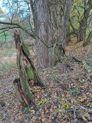 Vysoká nad Labem, 21.11.2023
Slepé rameno Labe.
Keywords: Vysoká nad Labem slepé rameno Labe