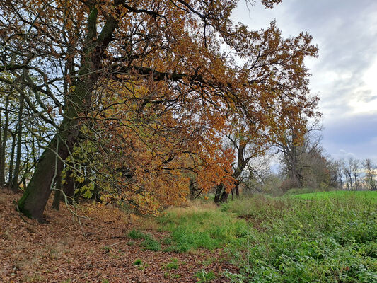 Vysoká nad Labem, 21.11.2023
Slepé rameno Labe.
Keywords: Vysoká nad Labem slepé rameno Labe