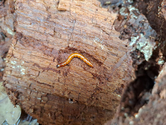 Vysoká nad Labem, 21.11.2023
Slepé rameno Labe. Larva kovaříka Ampedus cardinalis.
Mots-clés: Vysoká nad Labem slepé rameno Labe