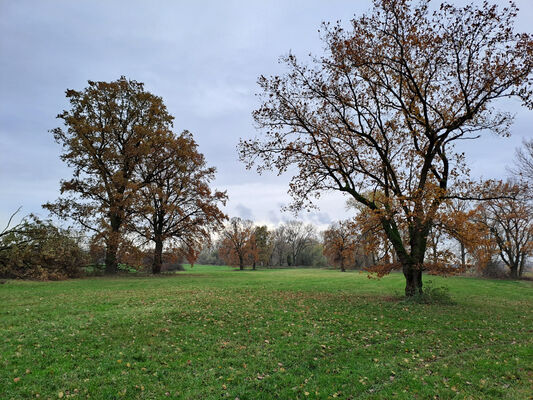 Vysoká nad Labem, 21.11.2023
Slepé rameno Labe.
Klíčová slova: Vysoká nad Labem slepé rameno Labe