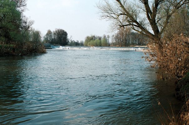 Vysoká nad Labem, 21.4.2006
Labe u Opatovického jezu za vysoké vody. Štěrkopísčité naplaveniny osídlené kovaříky Zorochros quadriguttatus a Z. dermestoides jsou pod vodou.
Schlüsselwörter: Vysoká nad Labem Opatovický jez Labe Zorochros quadriguttatus dermestoides