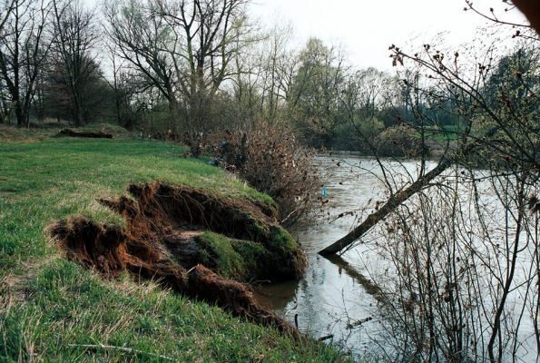 Vysoká nad Labem, 21.4.2006
Podemletý břeh Labe - přirozená revitalizace říčního koryta.
Klíčová slova: Vysoká nad Labem Labe