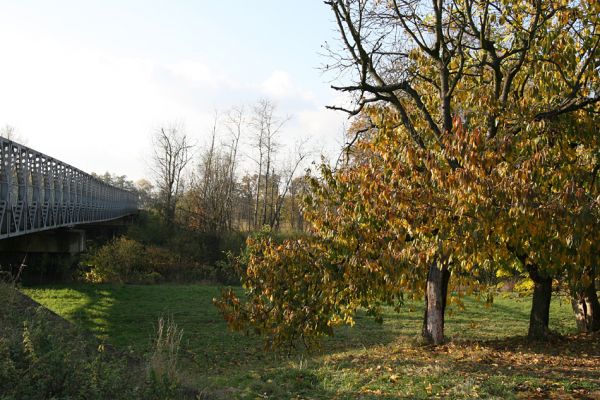 Vysoká nad Labem, 23.10.2008
Třešeň u mostu přes Labe. Biotop krasce Anthaxia candens.
Keywords: Vysoká nad Labem třešeň Anthaxia candens