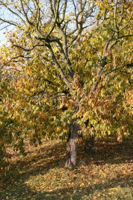 Vysoká nad Labem, 23.10.2008
Třešeň u mostu přes Labe. Biotop krasce Anthaxia candens.
Mots-clés: Vysoká nad Labem třešeň Anthaxia candens