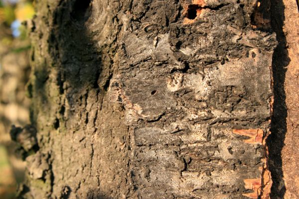 Vysoká nad Labem, 23.10.2008
Třešeň u mostu přes Labe. Výletový otvor krasce Anthaxia candens.
Mots-clés: Vysoká nad Labem třešeň Anthaxia candens