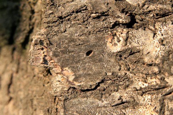 Vysoká nad Labem, 23.10.2008
Třešeň u mostu přes Labe. Výletový otvor krasce Anthaxia candens.
Mots-clés: Vysoká nad Labem třešeň Anthaxia candens