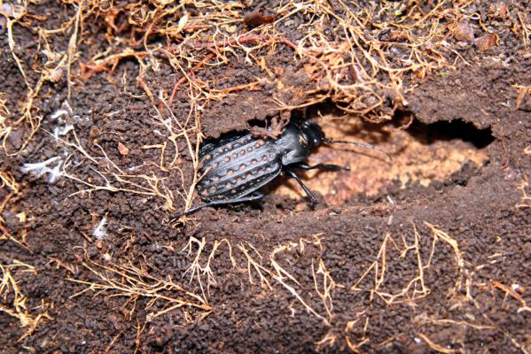 Vysoká pri Morave, 24.3.2017
Lužní les u Moravy. Střevlík Carabus clathratus.
Klíčová slova: Vysoká pri Morave Carabus clathratus