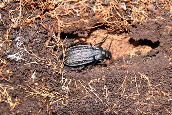 Vysoká pri Morave, 24.3.2017
Lužní les u Moravy. Střevlík Carabus clathratus.
Klíčová slova: Vysoká pri Morave Carabus clathratus