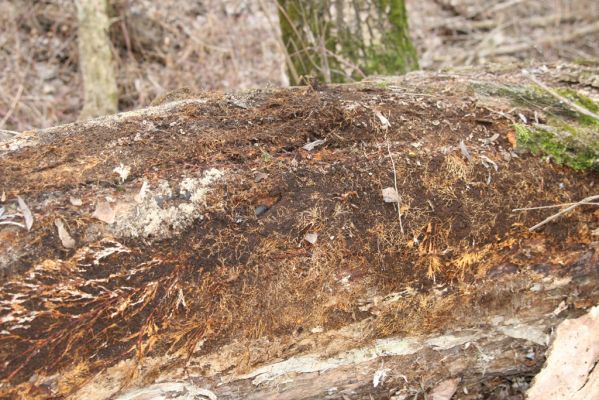 Vysoká pri Morave, 24.3.2017
Lužní les u Moravy. Padlý kmen topolu se zimujícím střevlíkem Carabus clathratus.
Klíčová slova: Vysoká pri Morave Carabus clathratus