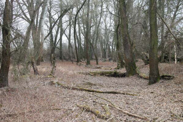 Vysoká pri Morave, 24.3.2017
Lužní les u Moravy. 
Schlüsselwörter: Vysoká pri Morave Ampedus pomonae pomorum