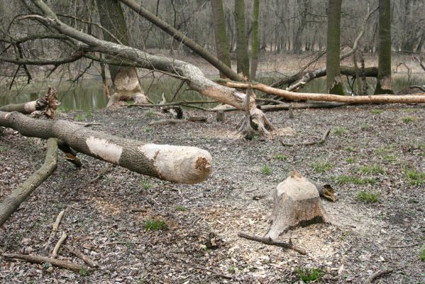 Vysoká pri Morave, 24.3.2017
Horný les - Nová Kakvica. 
Schlüsselwörter: Vysoká pri Morave Horný les Nová Kakvica