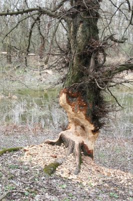 Vysoká pri Morave, 24.3.2017
Horný les - Nová Kakvica. 
Klíčová slova: Vysoká pri Morave Horný les Nová Kakvica