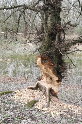 Vysoká pri Morave, 24.3.2017
Horný les - Nová Kakvica. 
Keywords: Vysoká pri Morave Horný les Nová Kakvica