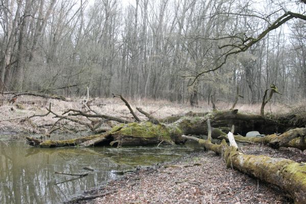 Vysoká pri Morave, 24.3.2017
Horný les - Nová Kakvica. 
Klíčová slova: Vysoká pri Morave Horný les Nová Kakvica