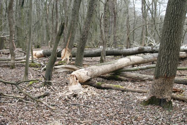 Vysoká pri Morave, 24.3.2017
Horný les - Nová Kakvica.
Keywords: Vysoká pri Morave Horný les Nová Kakvica