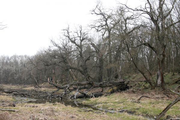 Vysoká pri Morave, 24.3.2017
Horný les.
Keywords: Vysoká pri Morave Horný les Ampedus praeustus pomorum nigerrimus