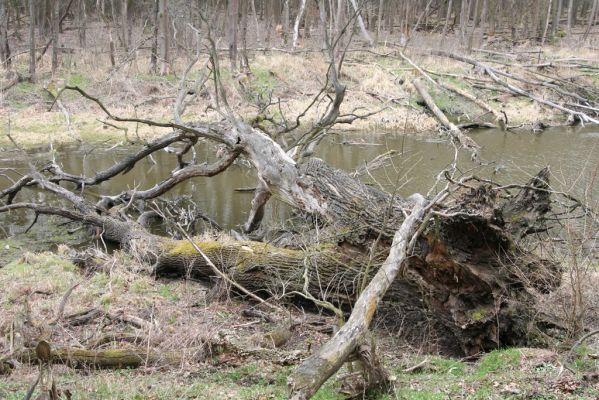 Vysoká pri Morave, 24.3.2017
Horný les.
Klíčová slova: Vysoká pri Morave Horný les