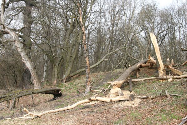 Vysoká pri Morave, 24.3.2017
Horný les.
Klíčová slova: Vysoká pri Morave Horný les