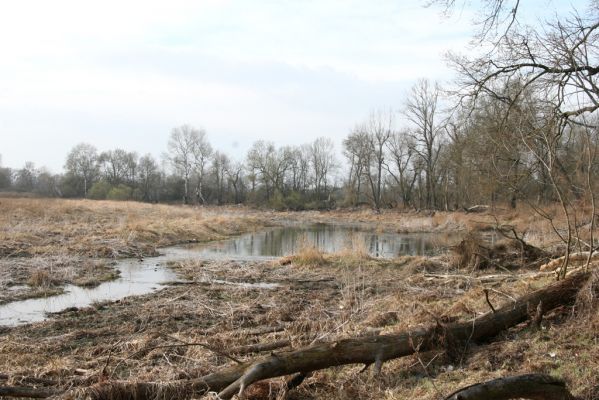 Záhorská Ves, 24.3.2017
Slepé téměř zazemněné rameno Moravy.
Klíčová slova: Záhorská Ves Morava