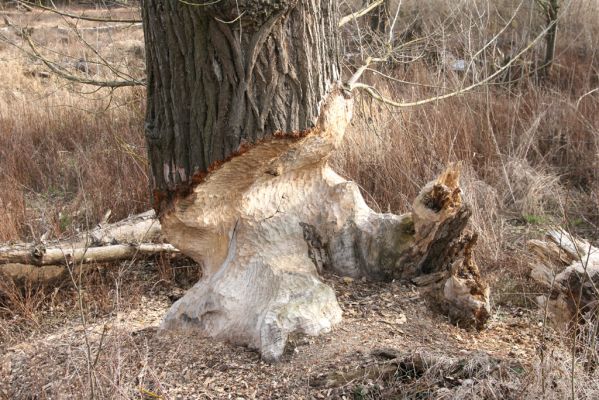 Záhorská Ves, 24.3.2017
Lužní les u Moravy.
Mots-clés: Záhorská Ves Morava