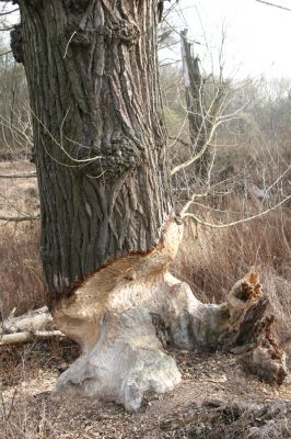 Záhorská Ves, 24.3.2017
Lužní les u Moravy.
Mots-clés: Záhorská Ves Morava