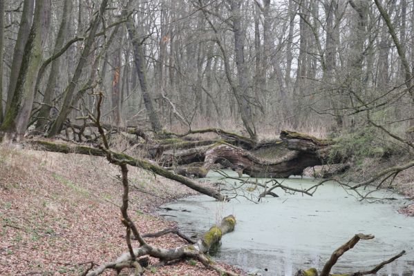 Vysoká pri Morave, 24.3.2017
Horný les - Nová Kakvica.
Klíčová slova: Vysoká pri Morave Horný les Nová Kakvica
