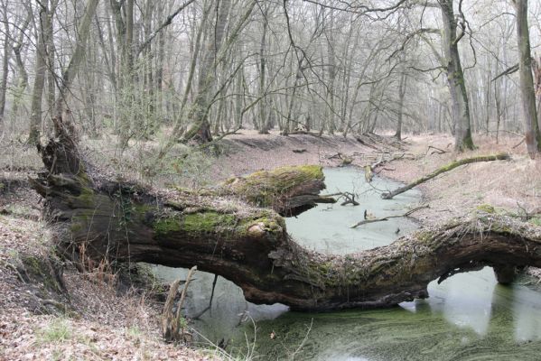 Vysoká pri Morave, 24.3.2017
Horný les - Nová Kakvica
Schlüsselwörter: Vysoká pri Morave Horný les Nová Kakvica