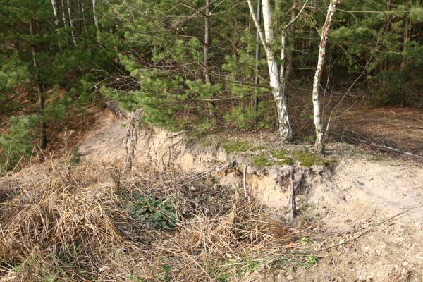 Vysoká nad Labem - písník, 25.11.2012
Poslední volné plochy písku v zrekultivovaném písníku.
Klíčová slova: Vysoká nad Labem písník