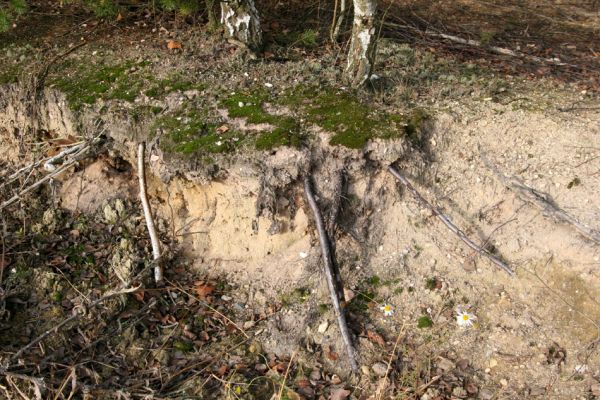 Vysoká nad Labem - písník, 25.11.2012
Poslední volné plochy písku v zrekultivovaném písníku.
Klíčová slova: Vysoká nad Labem písník