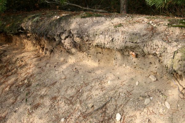 Vysoká nad Labem - písník, 25.11.2012
Poslední volné plochy písku v zrekultivovaném písníku.
Klíčová slova: Vysoká nad Labem písník