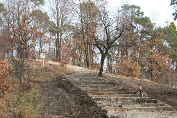 Vysoká nad Labem, 25.11.2012
Schodiště z pražců na vrch Lhota.
Klíčová slova: Vysoká nad Labem Lhota step Anthaxia candens Agriotes gallicus