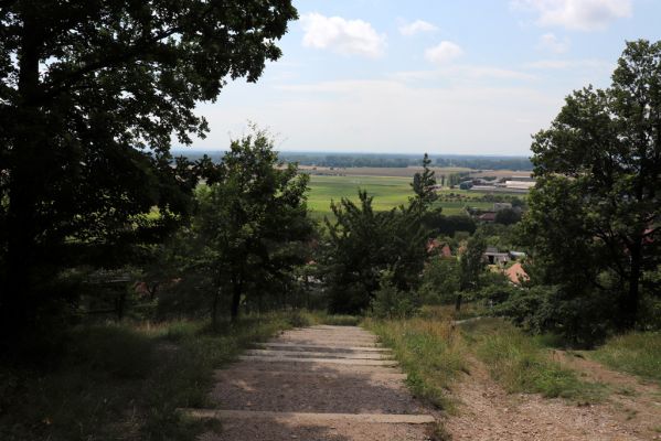 Vysoká nad Labem, 25.7.2021
Milířský kopec - louka nad bílou strání. Pohled na část zničenou stavbou turistického chodníku.
Keywords: Vysoká nad Labem Milířský kopec Lhota louka turistický chodník