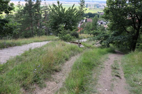 Vysoká nad Labem, 25.7.2021
Milířský kopec - louka nad bílou strání. Pohled na část zničenou stavbou turistického chodníku.
Klíčová slova: Vysoká nad Labem Milířský kopec Lhota louka turistický chodník
