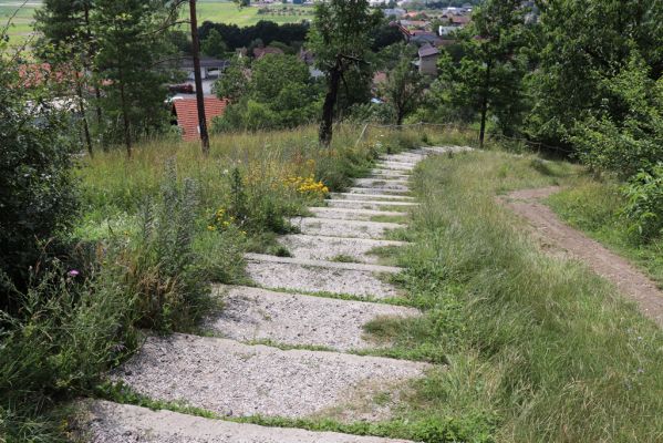 Vysoká nad Labem, 25.7.2021
Milířský kopec - louka nad bílou strání. Pohled na část zničenou stavbou turistického chodníku.
Klíčová slova: Vysoká nad Labem Milířský kopec Lhota louka turistický chodník