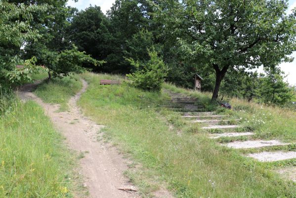 Vysoká nad Labem, 25.7.2021
Milířský kopec - louka nad bílou strání. Pohled na část zničenou stavbou turistického chodníku.
Klíčová slova: Vysoká nad Labem Milířský kopec Lhota louka turistický chodník