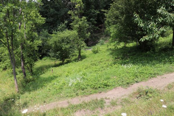 Vysoká nad Labem, 25.7.2021
Milířský kopec - rozšířená část louky nad bílou strání. 
Schlüsselwörter: Vysoká nad Labem Milířský kopec Lhota louka