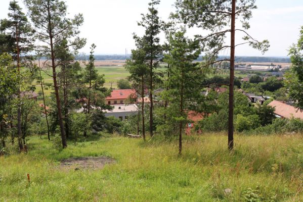 Vysoká nad Labem, 25.7.2021
Milířský kopec - louka nad bílou strání. Část poškozená výsadbou borovic.
Klíčová slova: Vysoká nad Labem Milířský kopec Lhota louka