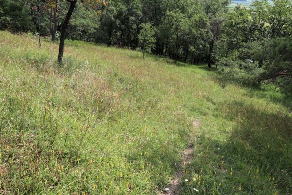 Vysoká nad Labem, 25.7.2021
Milířský kopec - louka nad bílou strání.
Klíčová slova: Vysoká nad Labem Milířský kopec Lhota louka Agriotes gallicus
