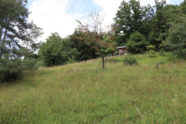 Vysoká nad Labem, 25.7.2021
Milířský kopec - louka nad bílou strání.
Klíčová slova: Vysoká nad Labem Milířský kopec Lhota louka Agriotes gallicus