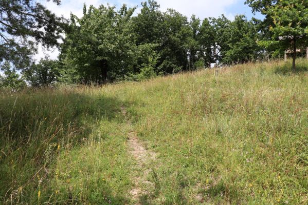 Vysoká nad Labem, 25.7.2021
Milířský kopec - louka nad bílou strání.
Klíčová slova: Vysoká nad Labem Milířský kopec Lhota bílá stráň Agriotes gallicus