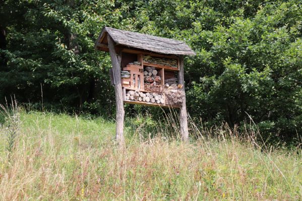 Vysoká nad Labem, 25.7.2021
Milířský kopec - louka nad bílou strání. Hmyzí hotel.
Klíčová slova: Vysoká nad Labem Milířský kopec Lhota louka