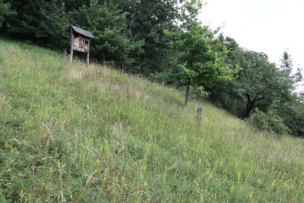Vysoká nad Labem, 25.7.2021
Milířský kopec - louka nad bílou strání.
Klíčová slova: Vysoká nad Labem Milířský kopec Lhota louka Agriotes gallicus